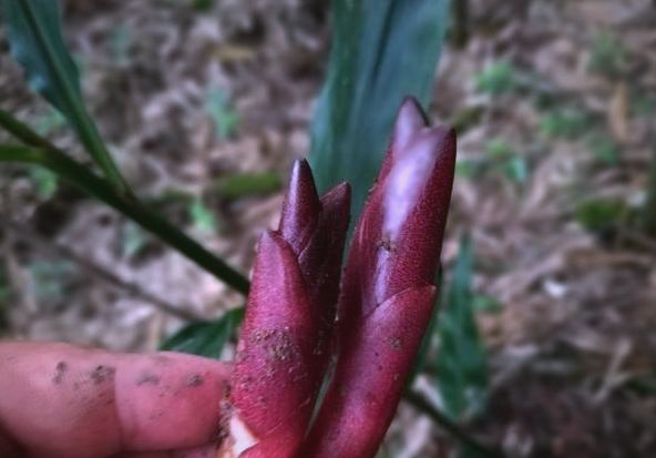 洋火姜:一种独特且富含营养的植物,被誉为"亚洲人参"