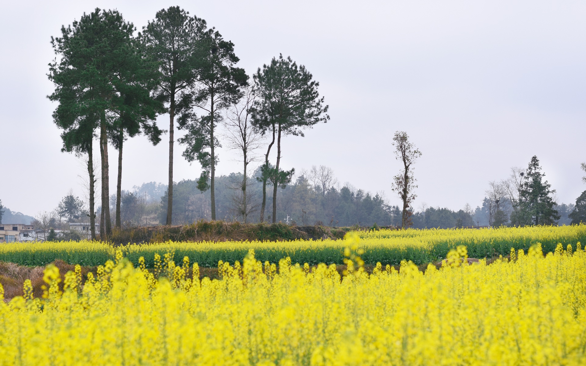 春暖花开!来长顺看看"花花"世界吧