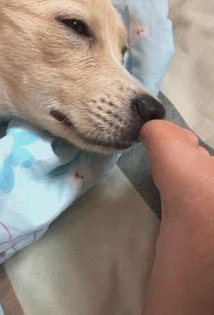 世上最臭的物质能把人活活"臭死"!我打赌你肯定闻过