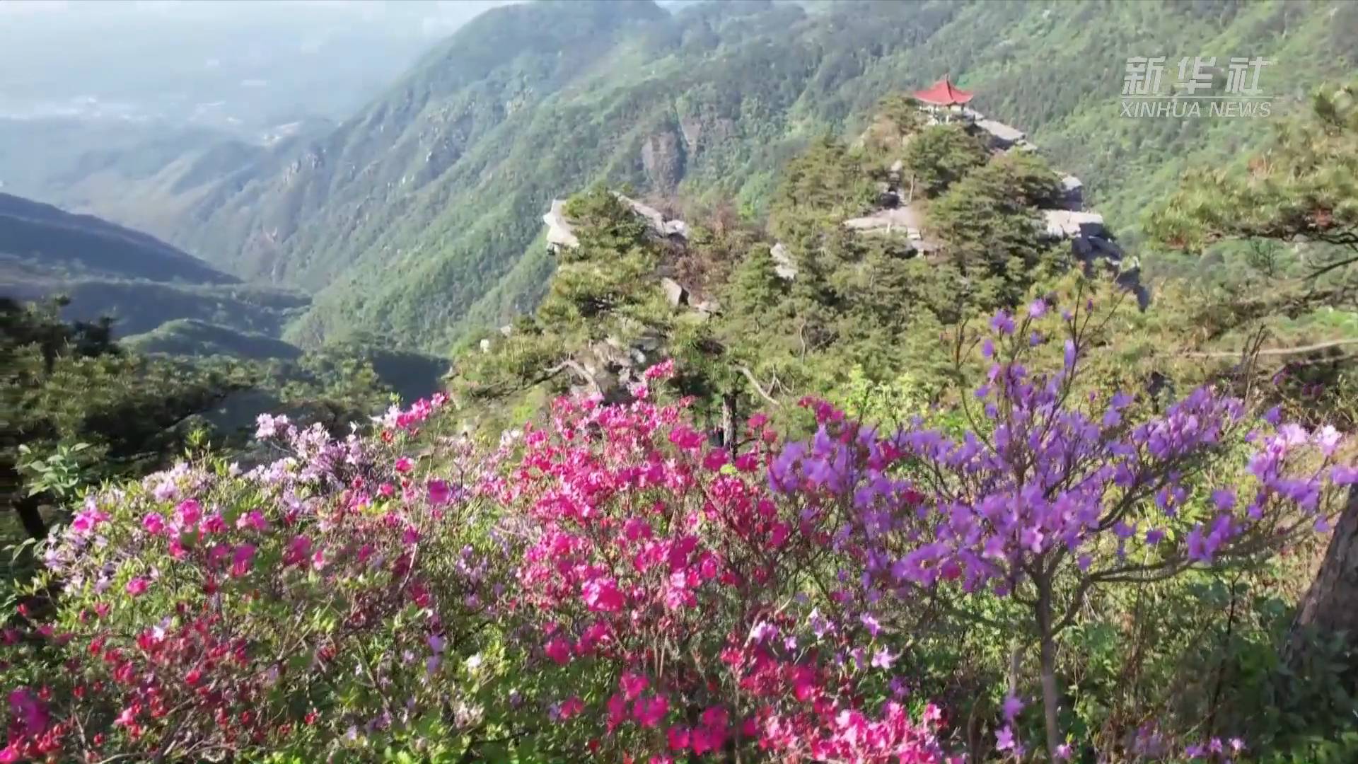 江西庐山:山花烂漫杜鹃红