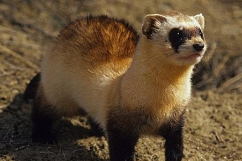 科学家首次克隆濒危动物,33年前的黑足雪貂,基因能够延续吗?