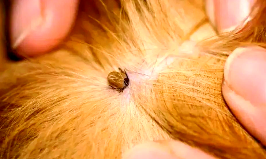 揭秘地球上致命的吸血鬼动物