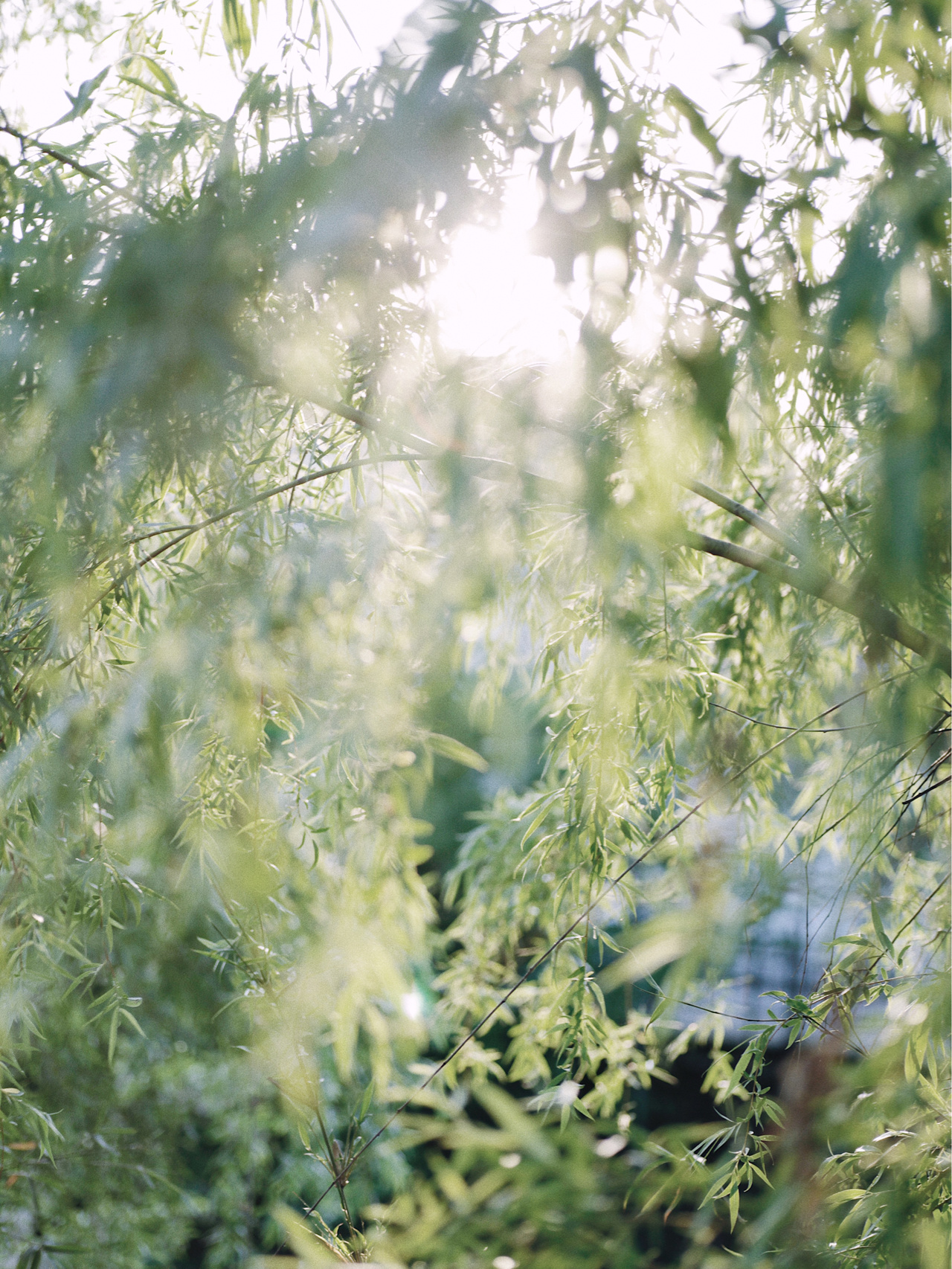 阴雨蒙蒙时真想念灿烂阳光|vsco治愈系调色