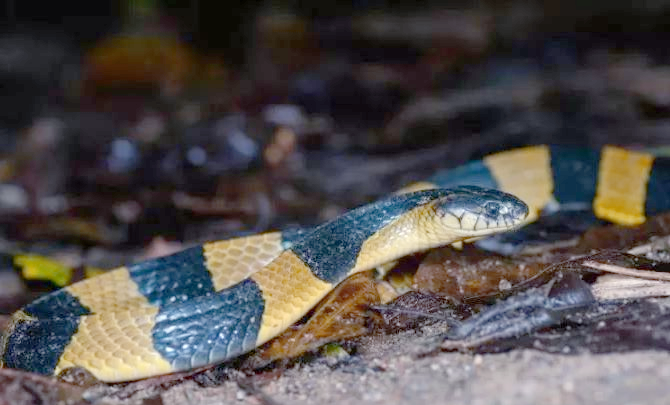 金环蛇:一种具前沟牙的剧毒蛇