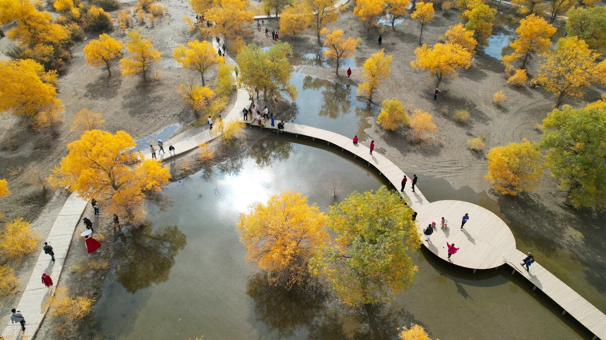 中国甘肃省酒泉市的金塔沙漠胡杨林景区见证了一片生机勃勃的景象