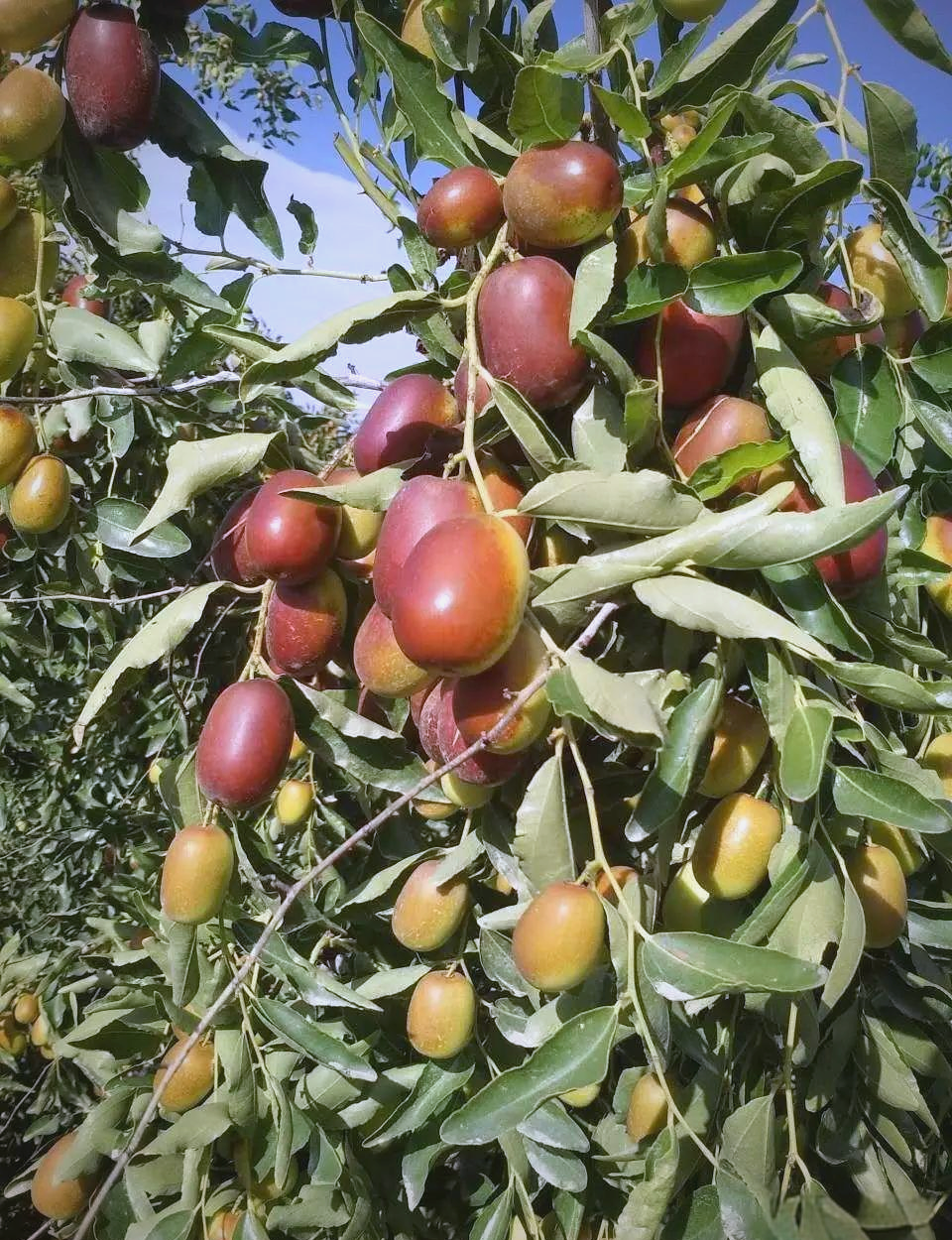 灰枣与红枣(骏枣)的区别解析