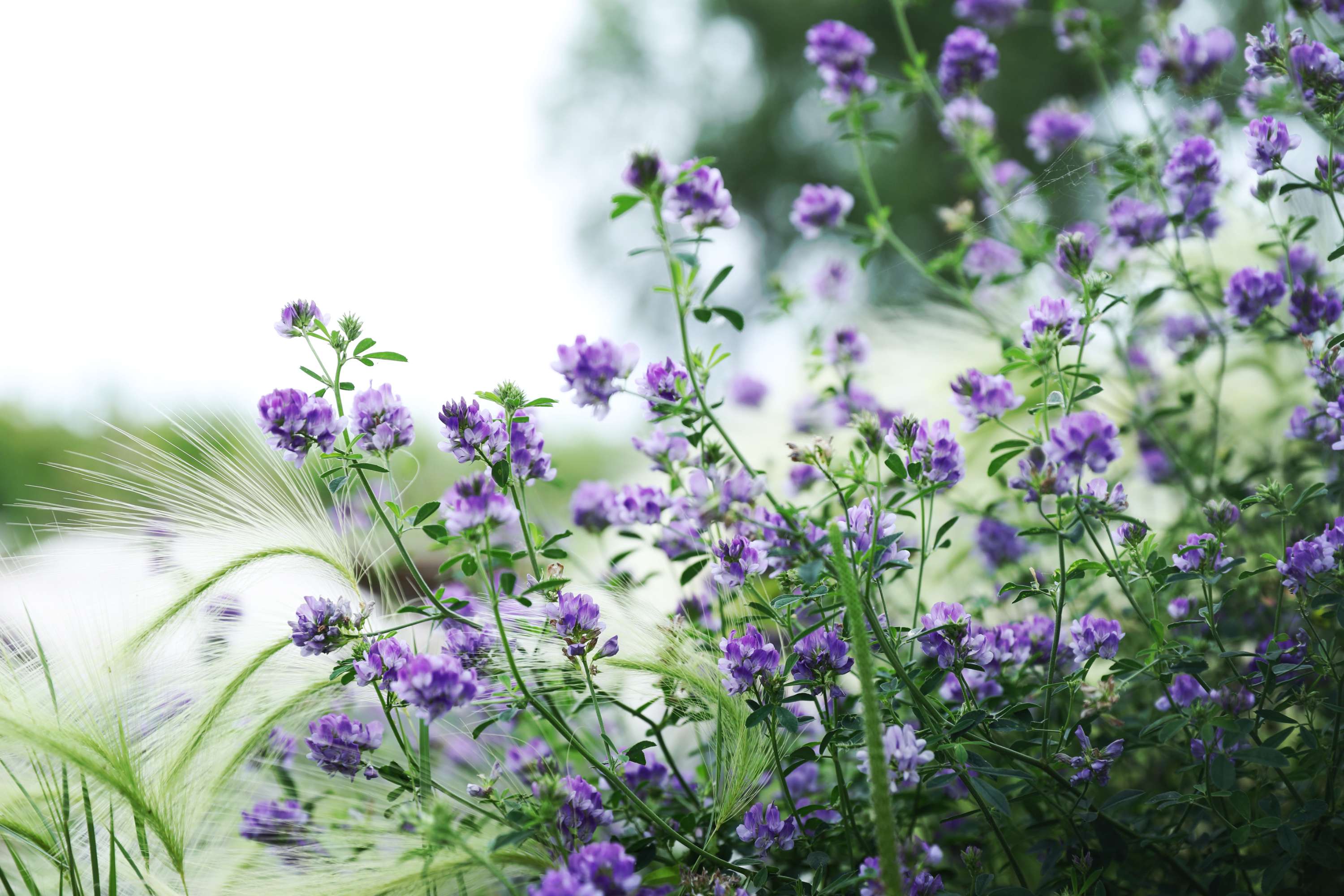 且听风吟:紫花苜蓿