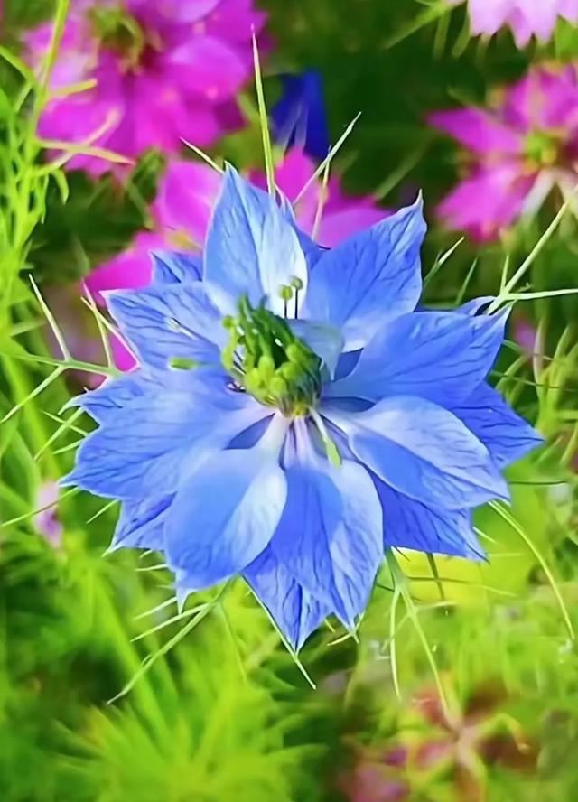 有一种草不仅会开花,而且花朵像油画一样漂亮