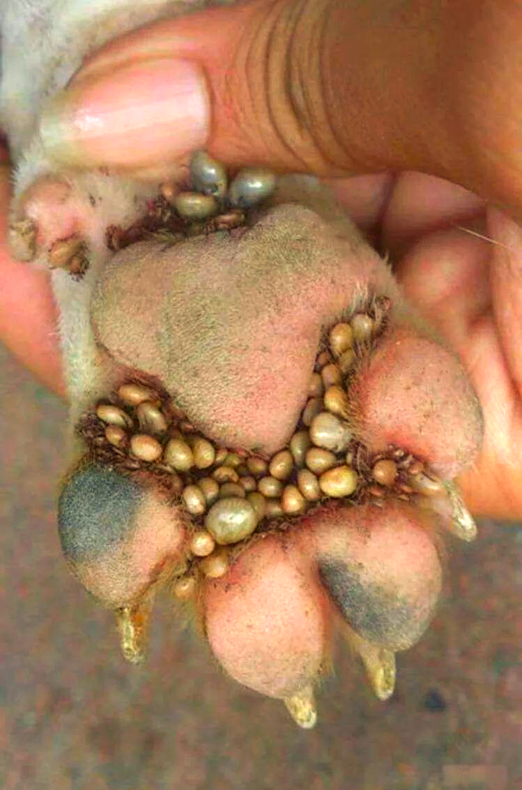 蜱虫:狗狗与人类的健康威胁与预防指南