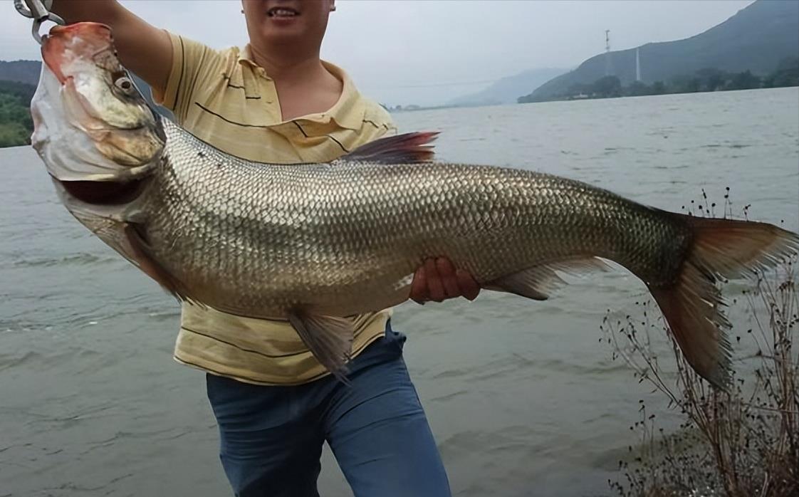 四川"翘嘴"泛滥上百吨,不乏米级大鱼,路亚人能否请缨出征?