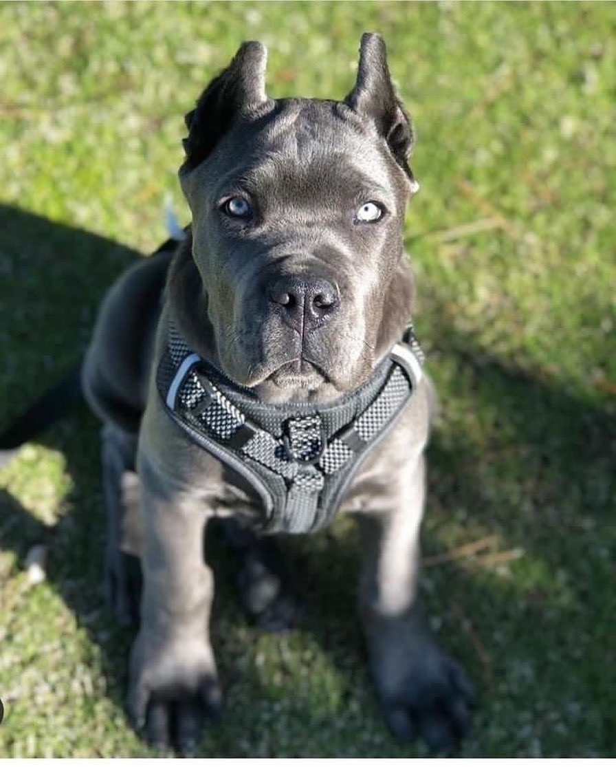 如何训练卡斯罗犬成为听话的宠物?这里有几个技巧