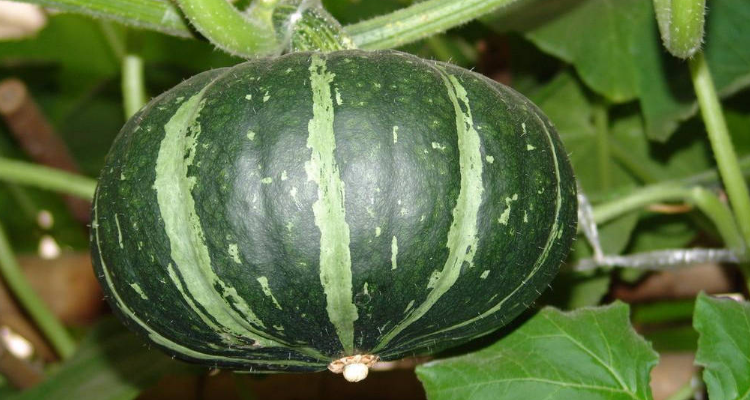 绿色的南瓜叫什么名字