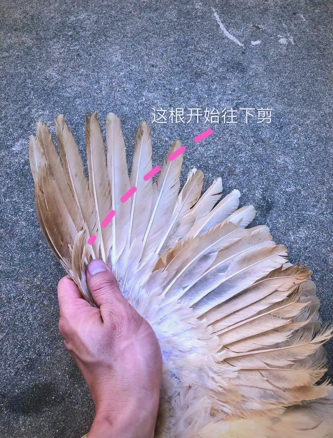 鹦鹉剪羽:安全与亲人的选择指南