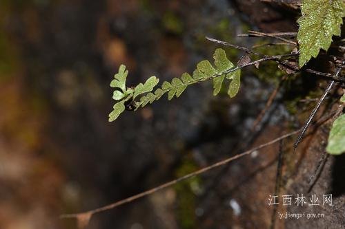 江西九連山發現蕨類植物新種九連山鐵角蕨