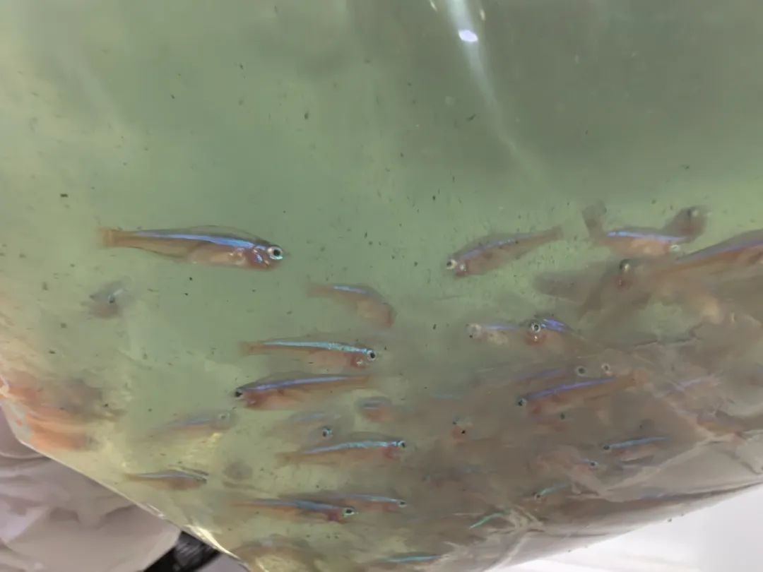 外来物种"宝莲灯鱼",查获17万条!