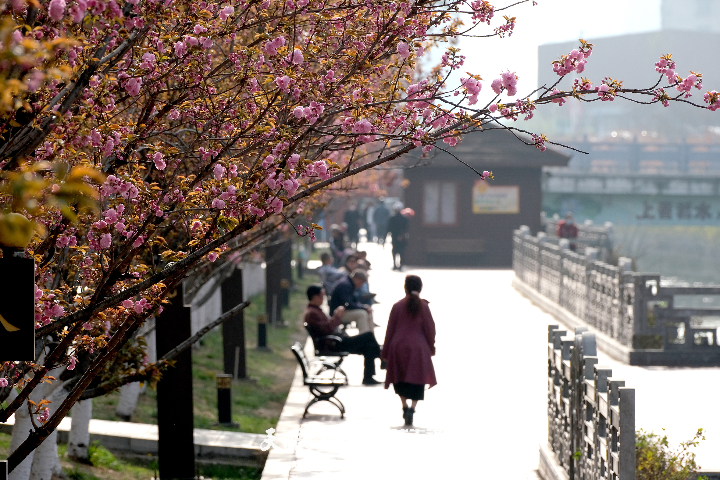 水城河畔赏樱花