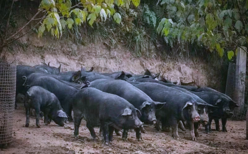 探秘健康营养的关中黑猪及黑猪肉