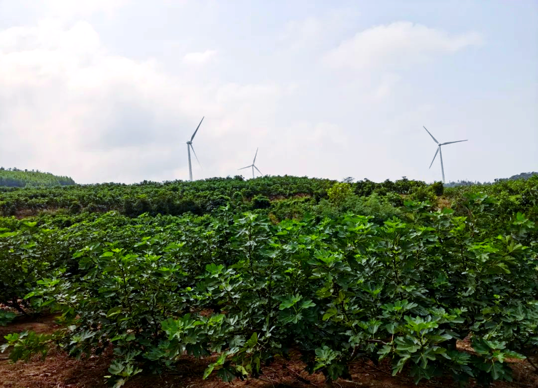 威海青皮无花果:甜蜜美味与独特享受
