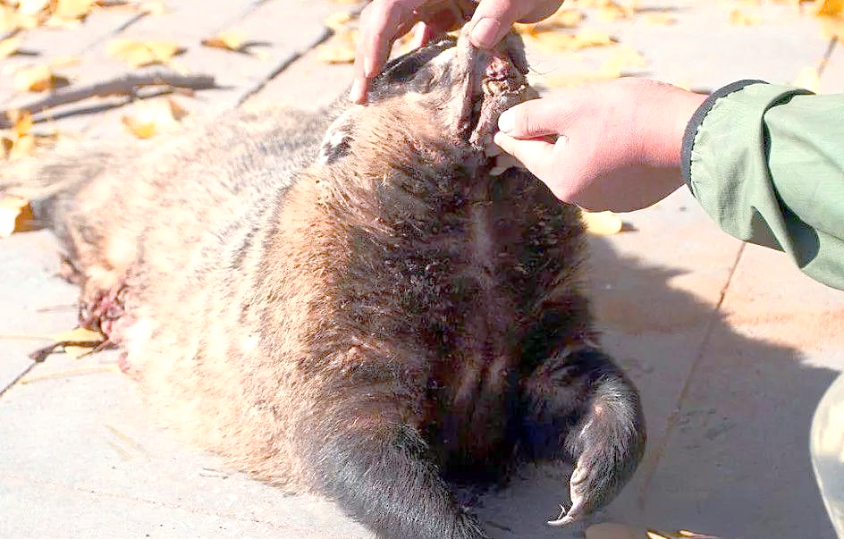 獾猪现形:从洞中抓出狗獾与猪獾