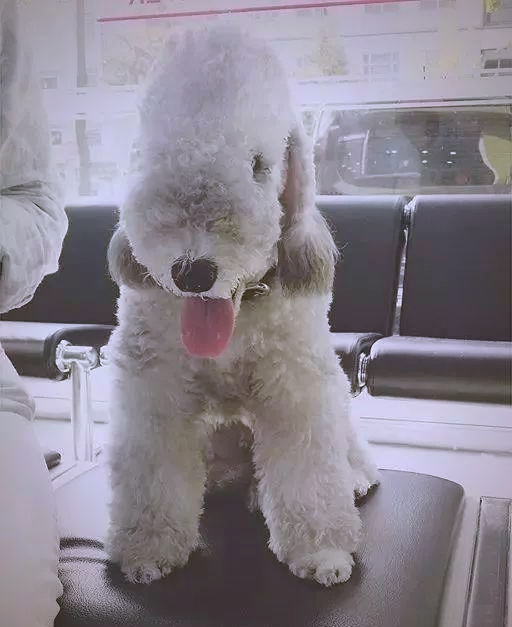 贝灵顿梗犬(bedlington terrier)全面介绍