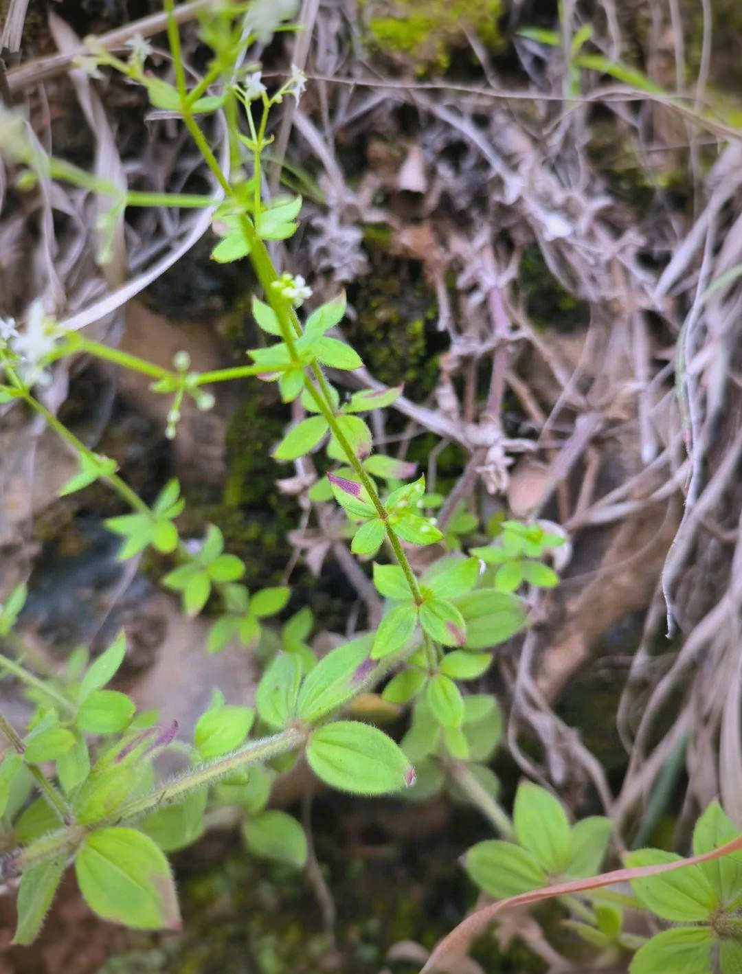 而小红参(galium elegans)则属于茜草科拉拉藤属,俗