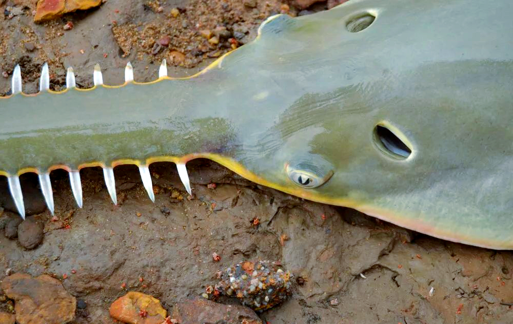 海洋中的"电锯狂魔"