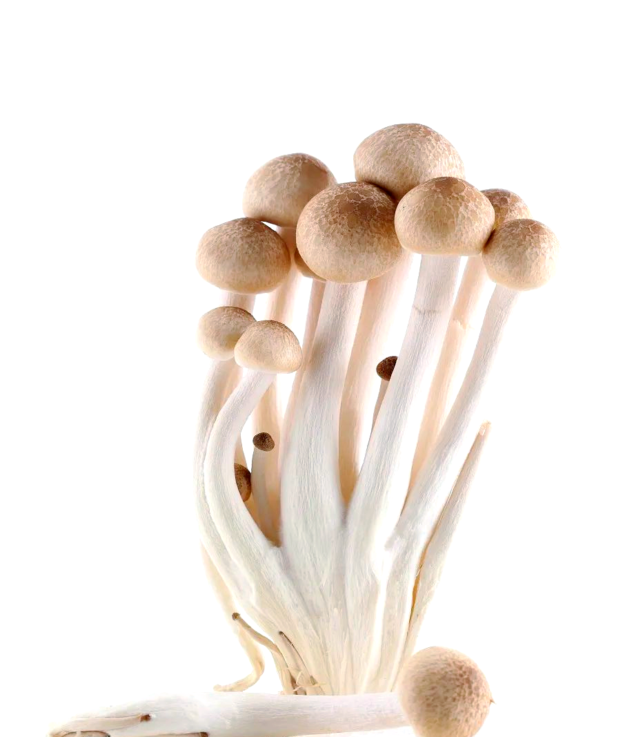 姬菇的详细介绍与多种食用方法