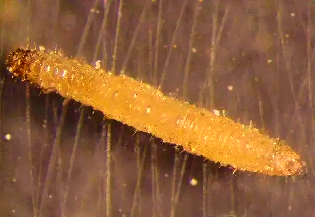 —家庭菜园与阳台盆栽蔬菜跳甲幼虫防治的得力助手