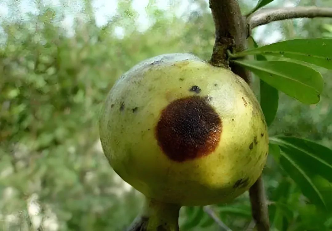 石榴常见病虫害大全及防治方案