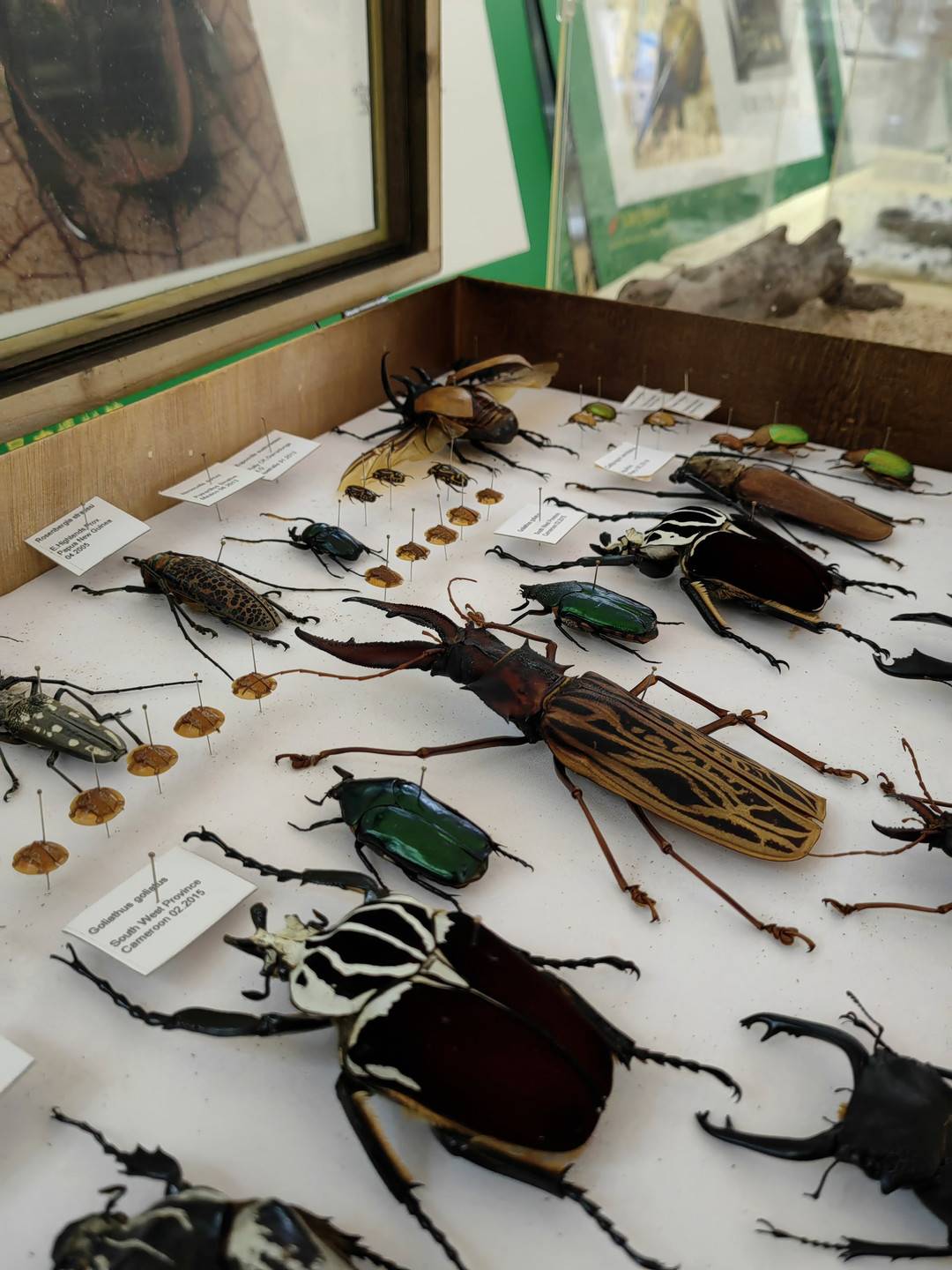 《养只昆虫做朋友》特展带你领略昆虫之美|国际博物馆日