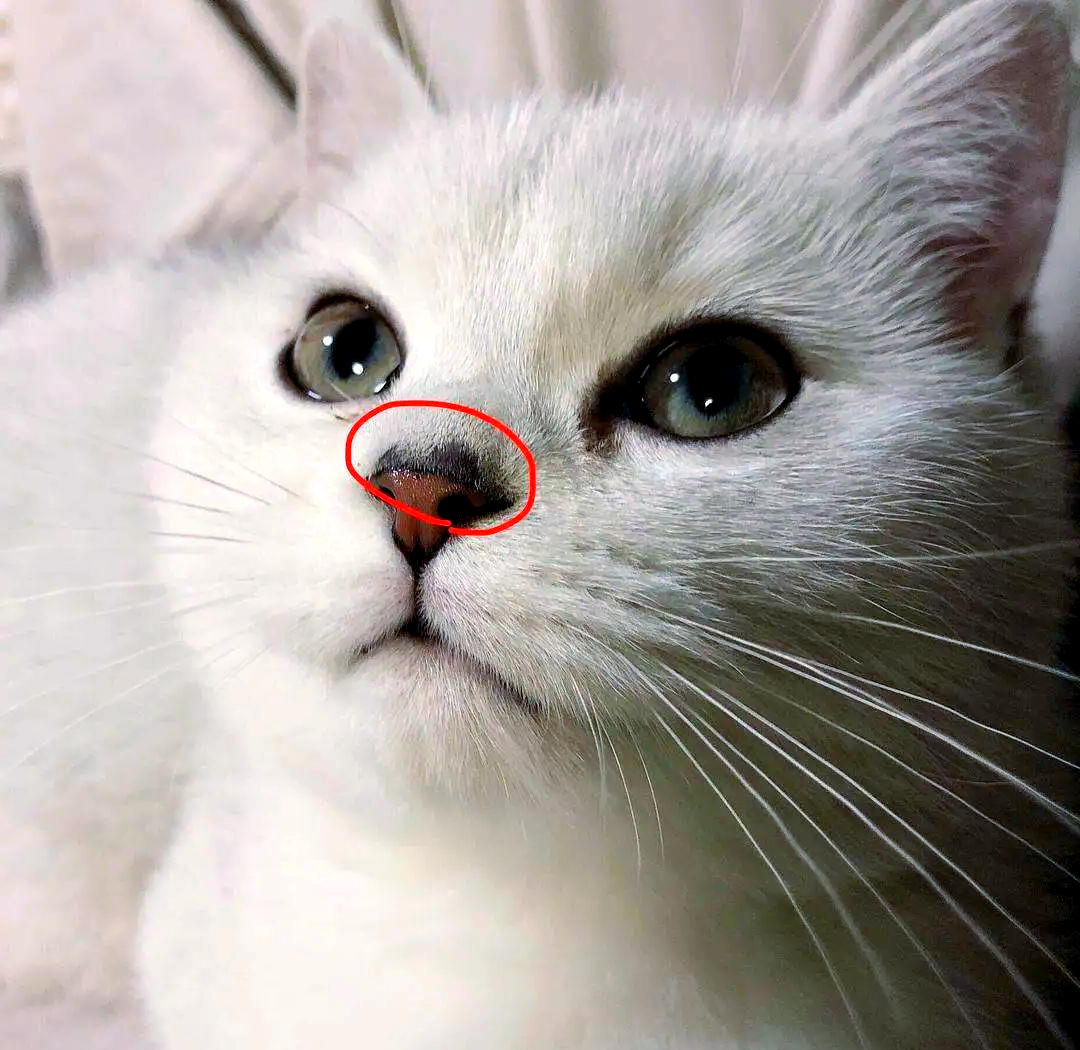 猫咪鼻子湿润与干燥背后的意义:健康与环境的影响