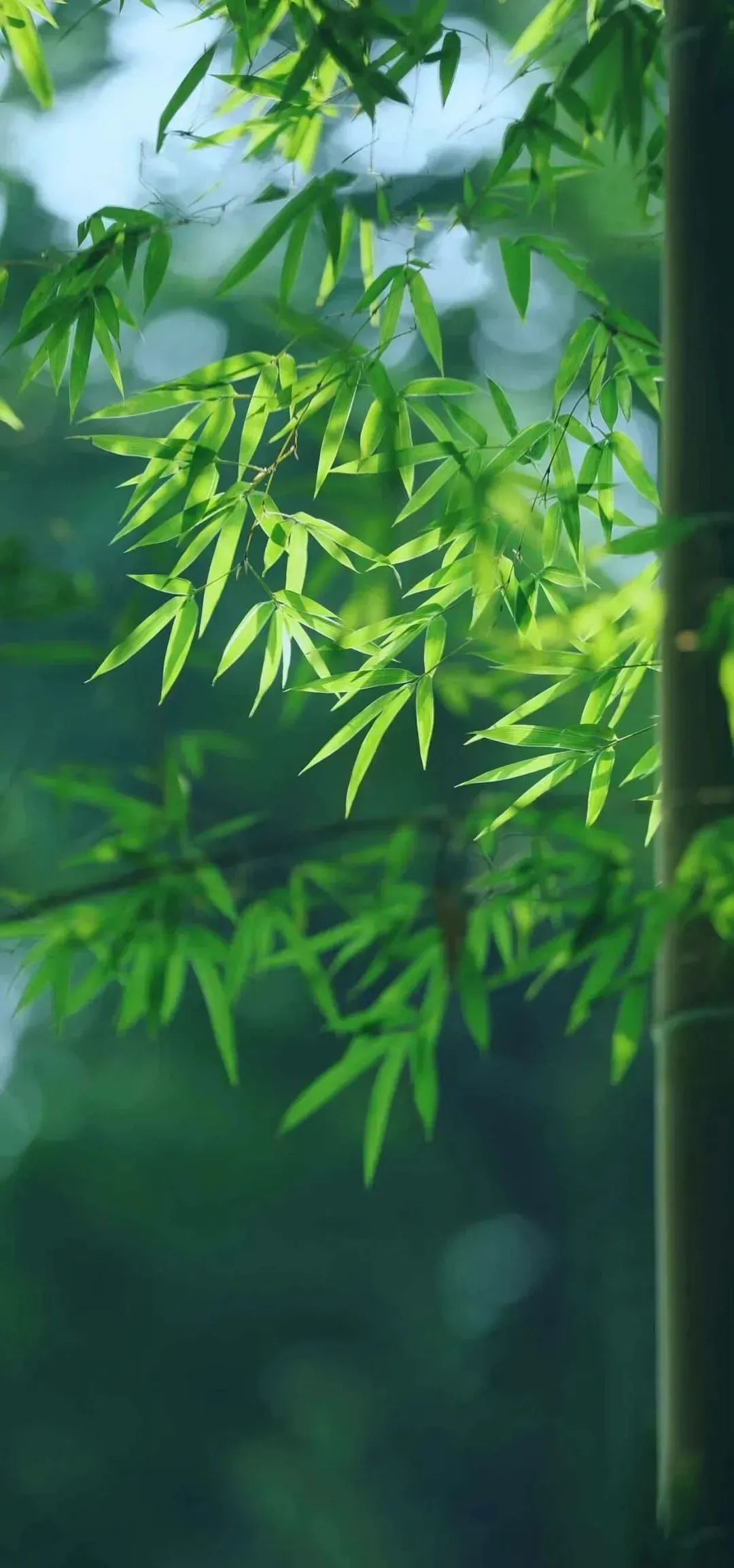 精选壁纸|感受2024年多种绝美风景氛围