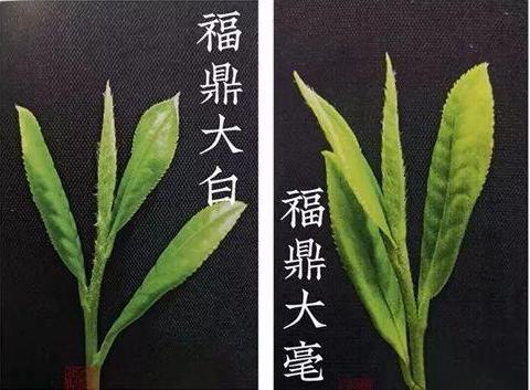 福鼎大白茶