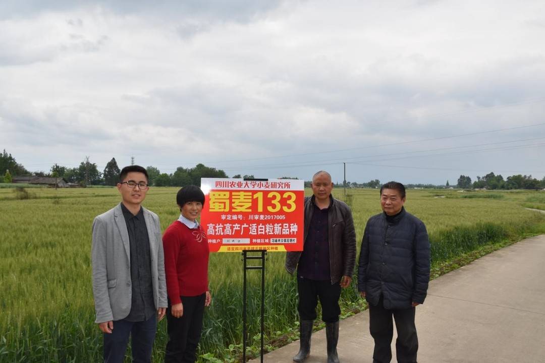 跃过"龙门"又回"农门" 用"蜀麦133"绘制贯通南北的小麦地图丨粮田