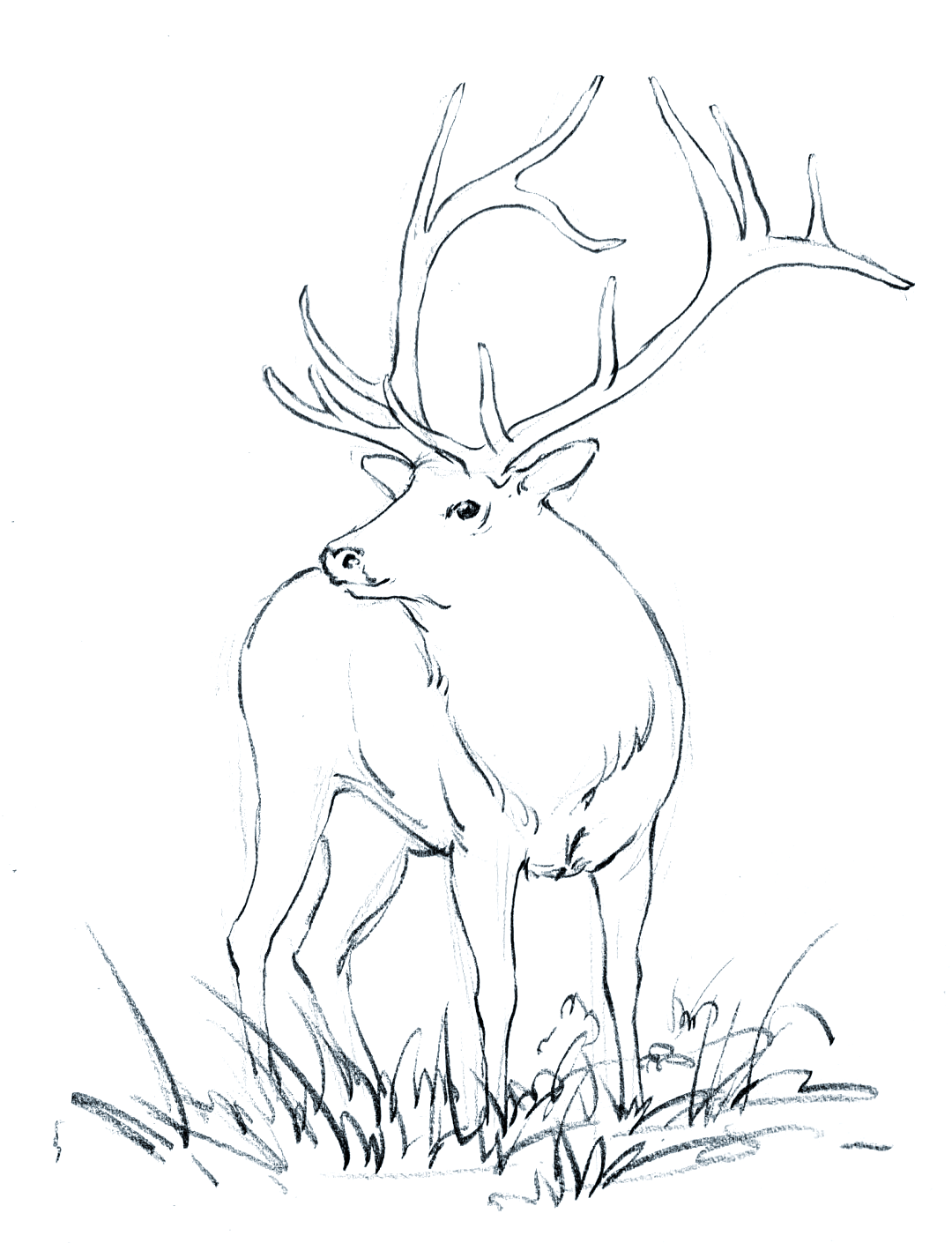 在画鹿角时,先勾勒出最粗壮的主干,再添上分支,形成鹿角的层次感