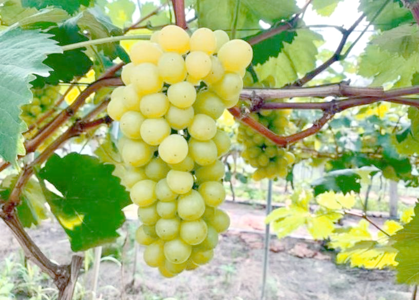 醉金香葡萄的优缺点解析,你准备好了吗