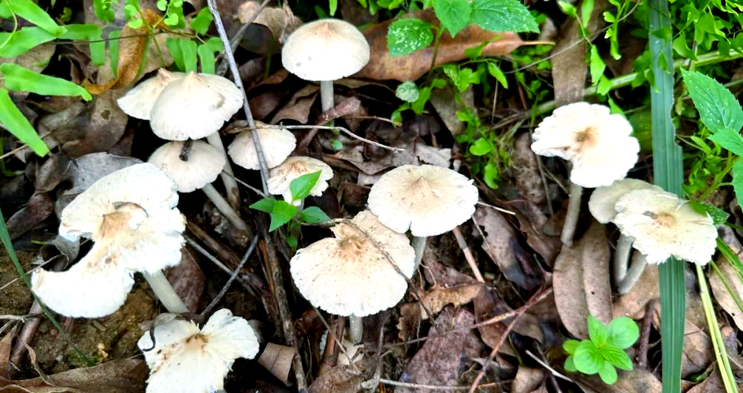 夏至时节,品味独特的夏至菌美味