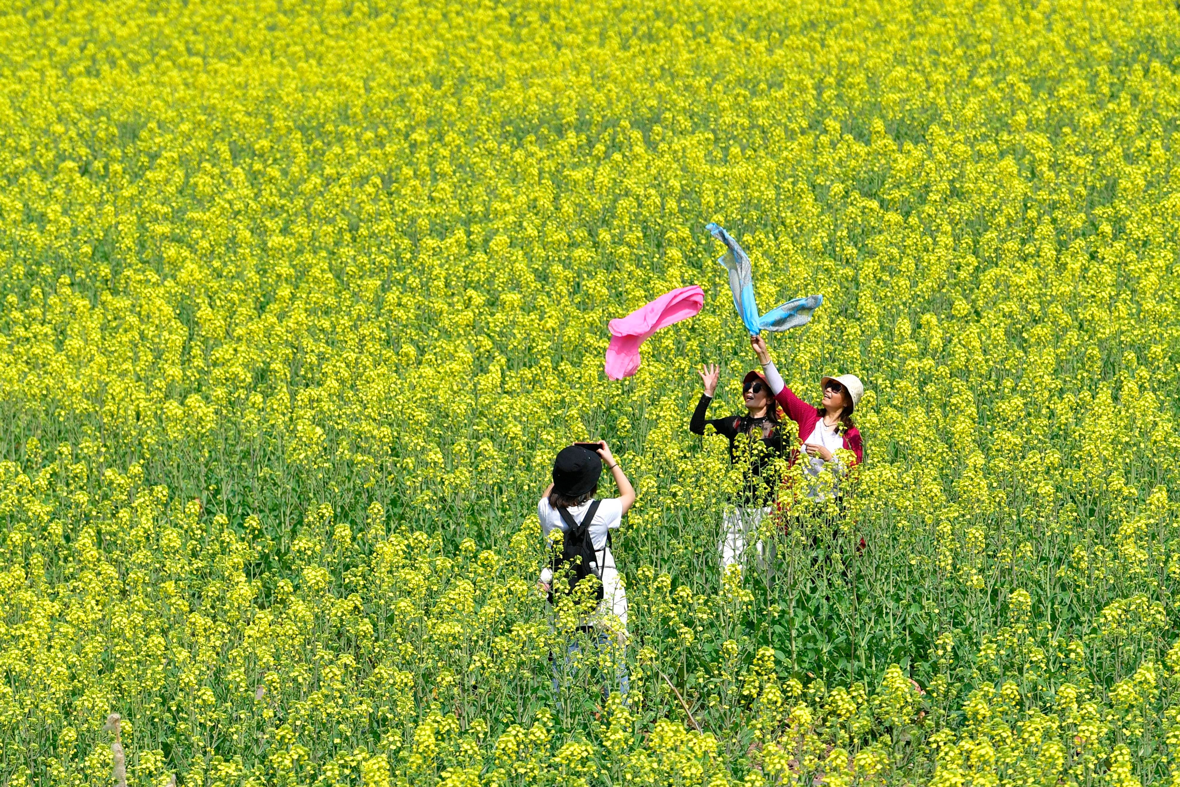 (社会)踏青赏花享春光