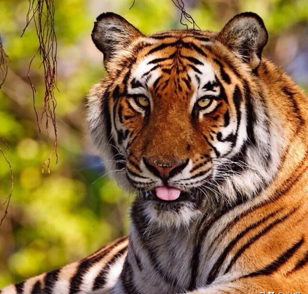 我国上千只圈养东北虎,无一放归野外