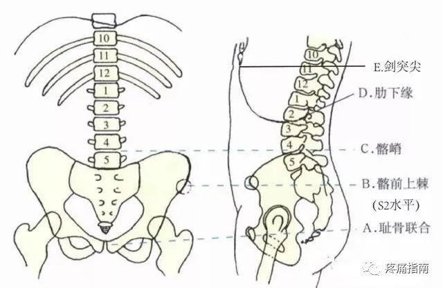 25,坐骨结节,确定后前位腹片的下界,其下缘位于耻骨联合下方1