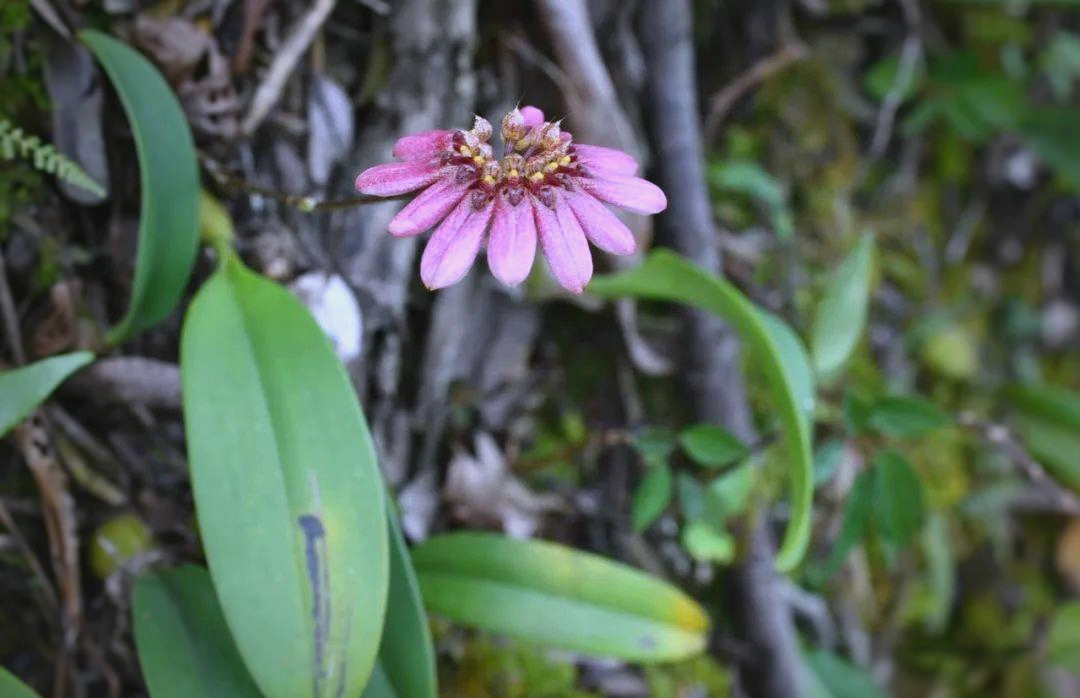 梳帽卷瓣兰:受保护的兰科石豆兰属植物
