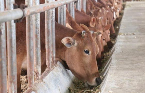 元阳县"乡村振兴大擂台"专题系列报道(十)小新街乡:融合发展促增收