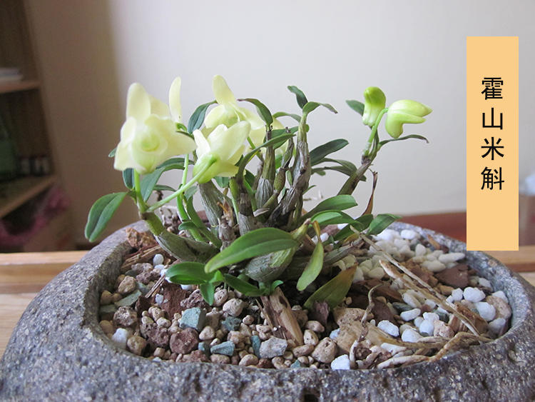 众多的石斛中,哪种石斛更好呢?