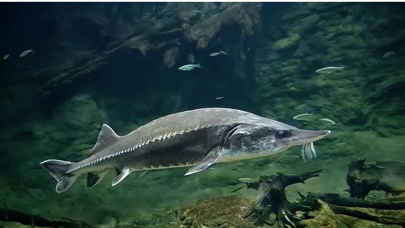 年产鱼30亿斤,最大深度1637米的贝加尔湖,湖里最大的鱼有多大?
