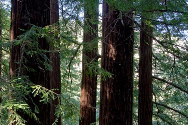 刺猬紫檀和非洲花梨木的区别
