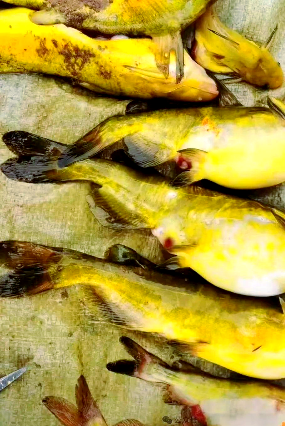 多种病害问题及处理方案