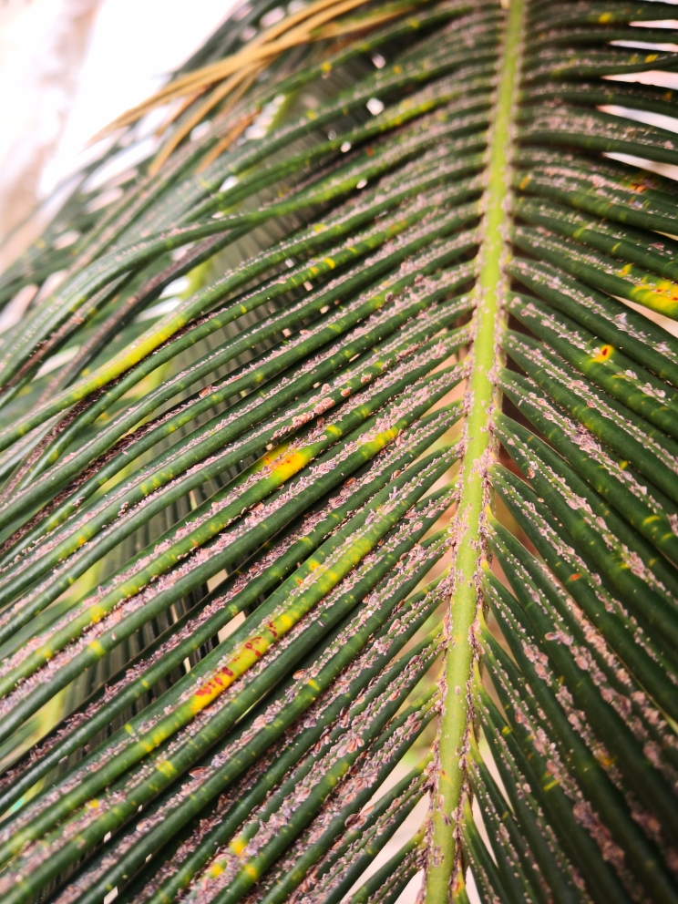 铁树叶子 - 2020年最新商品信息聚合专区 - 百度爱采购