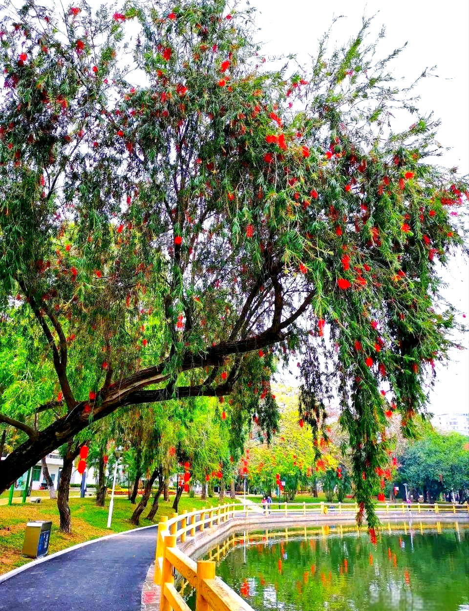 串钱柳:一种独特的红花垂柳品种