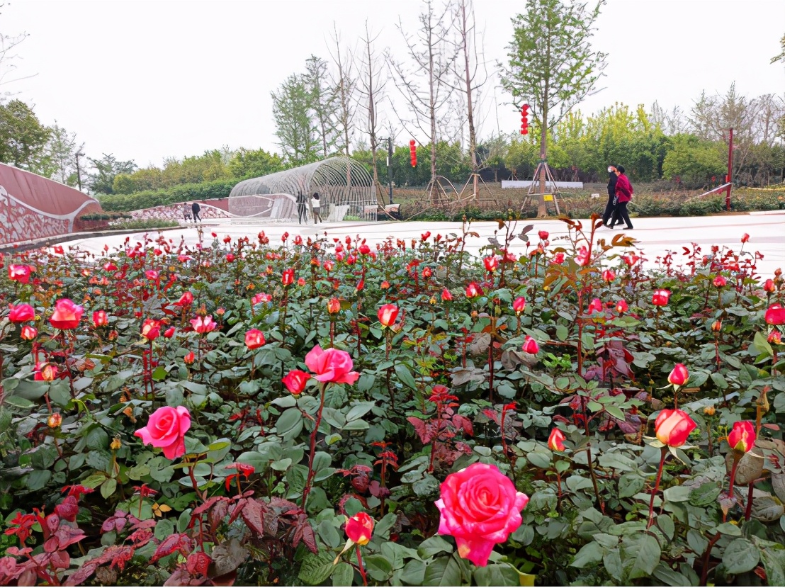 南阳月季花会图片