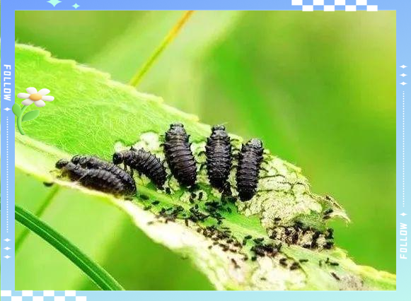 大猿叶甲:从生活习性到防治策略全面解读